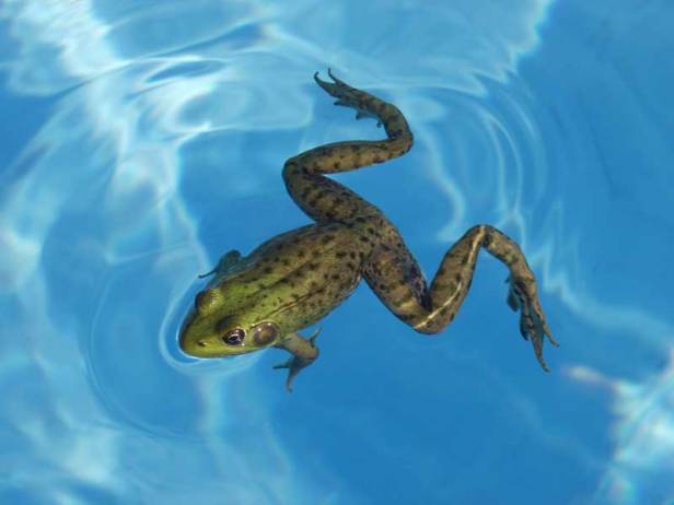 remove frogs from swimming pool maintenance cleaning
